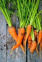 freshly picked carrots 