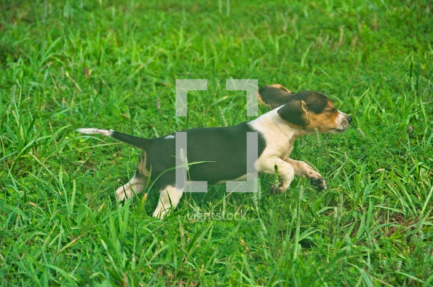 beagle puppy running 