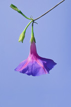 Closeup Purple Morning Glory Flower. Ipomoea purpurea