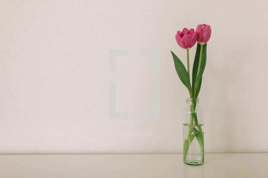 A vase with two pink tulips on a white background.