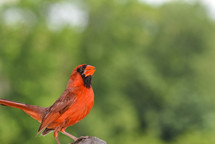 red cardinal 