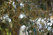 Olive Branches in the Garden of Gethsemane