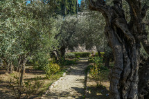 Garden of Gethsemane in Jerusalem