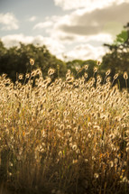 tall grasses and sunlight 