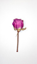 fuchsia rose