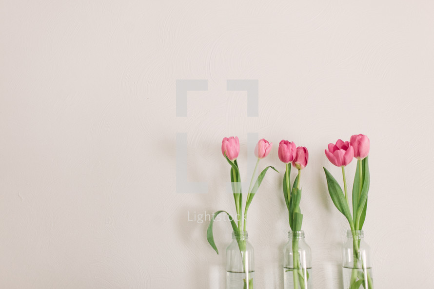 pink tulips in vases