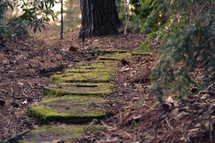 moss on a stone path 