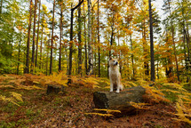 Japanese Dog Akita Inu puppy in autumn forest