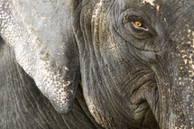 face of an elephant 