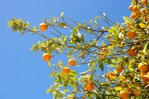 oranges growing on a tree