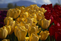 yellow, purple, and red tulips 