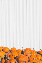 orange pumpkins in front of a white wall 