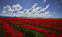 red tulips in a field 