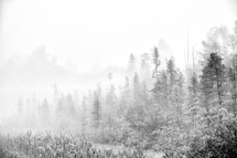 snow and winter forest 