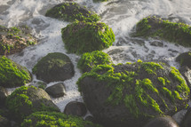 moss on rocks on a shore 