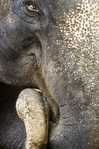 elephant trunk 