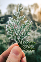 A hand holding a sprig of ice covered leaves.