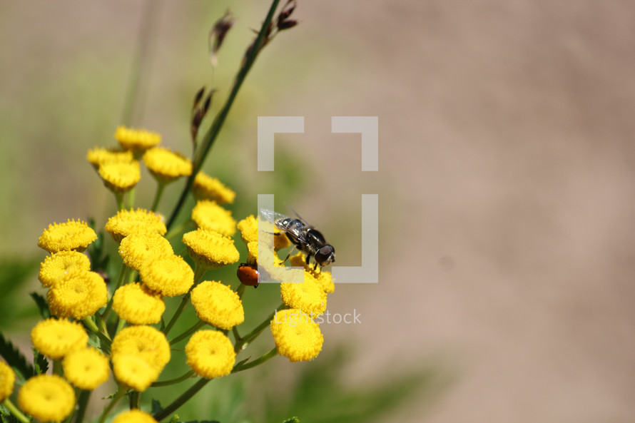 fly on yellow flowers 