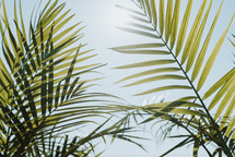 palm fronds outdoors in sunlight 