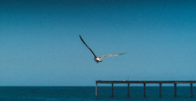 seagull and pier 
