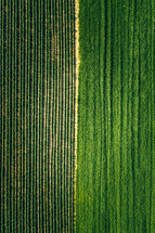 rows of crops 