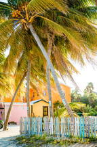 tall palm trees in sea green fence 
