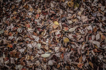 leaves in a pile 