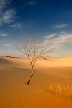 tree growing in sand dunes 