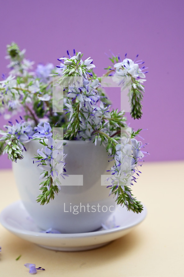 Closeup Prostrate Speedwells, Veronica flowers in small vase