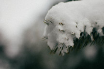 snow on a pine branch
