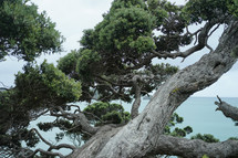 trees and ocean view 