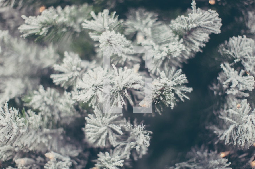 Christmas tree closeup 