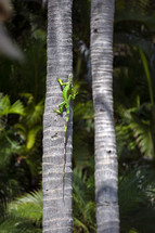 iguana on a palm tree 
