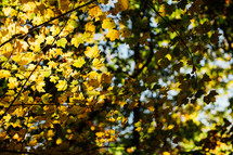 sunlight on leaves on a tree in early fall 