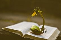 a sprout on the pages of a Bible 