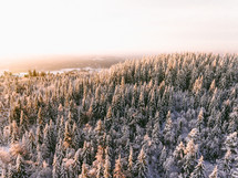 aerial view over a snowy pine forest 