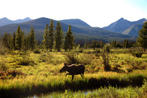 moose by a river 