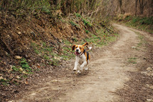 Cute Beagle Running, Hunting on Country Nature, Outside City, Fresh Spring Grass. Beautiful Dog On Walk. High quality photo