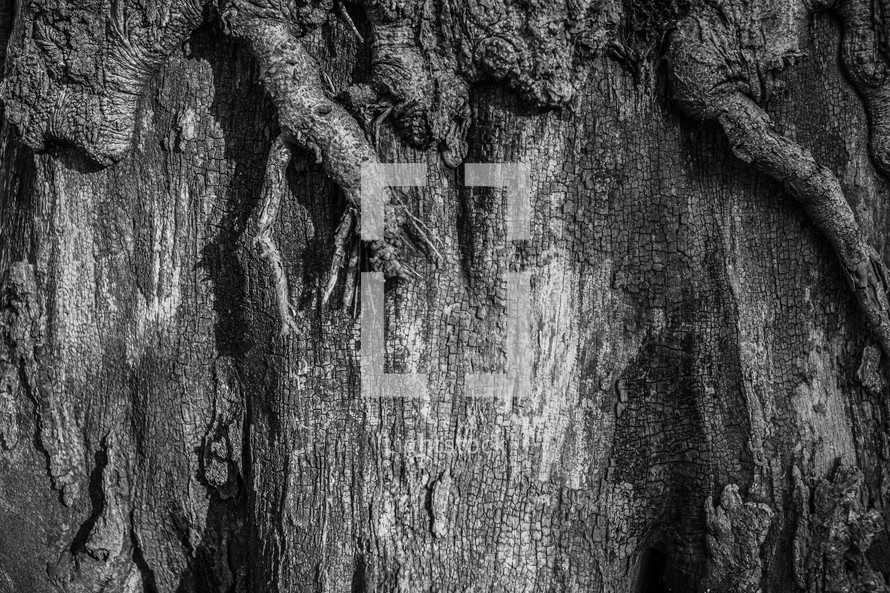 tree trunk texture 