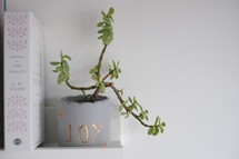 word joy on a planter 