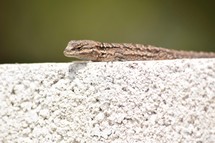 a lizard on a wall 