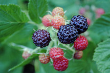 blackberries ripening on the bush.