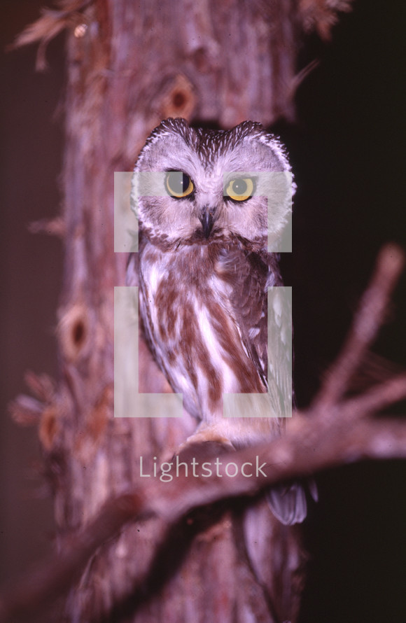 Sawet owl 