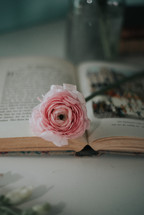 pink flower on the pages of a Bible 