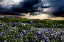 gray clouds over a field of purple flowers 