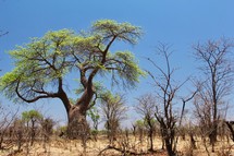 Large Baobab Tree in Arid African Savanna 
