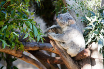 Koala bear in a tree.