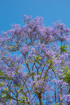 purple flowers on a tree