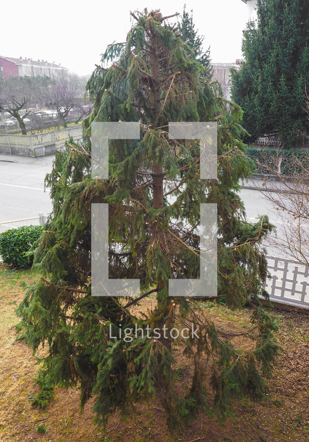 pruned fir evergreen coniferous tree in winter