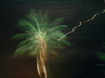 A palm tree lit against a starry sky.